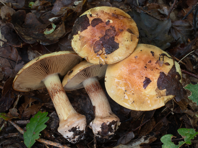 Cortinarius prasinus Cortinarius prasinus